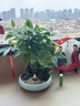 自然空間發(fā)財樹盆栽植物室內(nèi)盆景 玉嵐10寸大五編雙拼招財樹+兔 源頭直發(fā) 曬單實拍圖