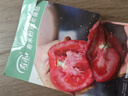 壽禾 粉果番茄種子老品種西紅柿大果壽光蔬菜粉冠毛粉秋冬季洋柿子 壽禾粉冠老番茄種子40粒 曬單實(shí)拍圖