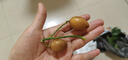 山姆伯伯廣東雞心黃皮果【JD順豐閃送】茂名黃皮新鮮水果禮盒 5斤【小核品種丨更好吃】凈4斤 A+級丨頭茬鮮果【自吃推薦】 曬單實拍圖