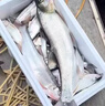 防咬碳芯PE線超柔大力馬子線進(jìn)口飛磕黑坑羅非專用魚線 新款偏硬暴飛磕30米【單卷】 0.6號(備) 曬單實(shí)拍圖