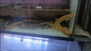 黃金泥鰍冷水觀賞魚招財(cái)金龍鰍小金魚苗觀賞魚批發(fā)魚缸清潔工具魚好養(yǎng)耐活魚 黃金泥鰍11-14厘米10條送2條防損 曬單實(shí)拍圖