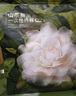 babycare山茶花一次性內褲女孕產婦大碼日拋月子待產XL碼30條【安全滅菌】 曬單實拍圖