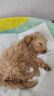 瑞美貝狗狗細(xì)小專用藥治療預(yù)防犬瘟熱細(xì)小病毒拉稀便血精神不振腹瀉發(fā)燒 1盒 特效:效果好怕不夠用 曬單實(shí)拍圖