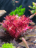 尼特利1號大師水草泥魚缸專用水藻泥生態(tài)草缸底砂營養(yǎng)土8L/袋  曬單實拍圖