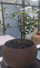 開時(shí)果 小葉赤楠盆景擺件 辦公室桌面綠植花卉好養(yǎng)盆栽植物源頭直發(fā)包郵 【熱銷款】舍得紫砂盆+黑石+底座 曬單實(shí)拍圖