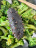 北緯39° 大連即食海參500g 11-13只  獐子島子品牌遼刺參 海鮮滋補(bǔ)送禮 曬單實(shí)拍圖