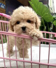 泰迪幼犬純種灰泰迪貴賓犬茶杯犬長(zhǎng)不大小體狗小型犬活體狗寵物狗 寵物級(jí) 香檳泰迪 公 曬單實(shí)拍圖