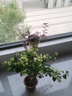 重瓣三角梅苗盆栽地栽花卉老樁室內(nèi)陽臺(tái)庭院爬藤植物四季開花 綠櫻【花期帶花原盆原土發(fā)貨】 曬單實(shí)拍圖