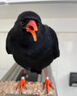 其他家紅嘴山鴉飼料鳥食專用鴉科通用白頸烏鴉亮毛肥膘顆粒高鈣營養(yǎng)鳥糧 500g(一袋裝) 曬單實(shí)拍圖