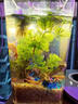 黃金泥鰍魚(yú)苗活體淡水養殖冷水清道夫小金龍魚(yú)缸清潔工具魚(yú)招財魚(yú)新練手活魚(yú)觀(guān)賞魚(yú) 黃金泥鰍苗9-11厘米6條（包活到家） 曬單實(shí)拍圖