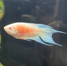 中國斗魚(yú)觀(guān)賞斗魚(yú)活體耐養好養奧火冷水魚(yú)好養耐活天使魚(yú)孔雀魚(yú) 澳火魚(yú)苗4-5公分2條 曬單實(shí)拍圖