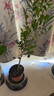 臨雅水培植物九里香盆栽桌面驅(qū)蚊綠植室內(nèi)茉莉鮮花水養(yǎng)花卉懶人四季開 九里香【40-50】cm*1株 曬單實拍圖