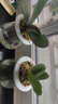 旺之春蝴蝶蘭花苗盆栽室內觀(guān)花植物桌面陽(yáng)臺年宵花卉四季開(kāi)花綠植花卉 粉黛麗蝴蝶蘭+透明原盆+原土 曬單實(shí)拍圖