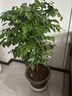 【四季常青】幸福樹平安樹盆栽大型室內(nèi)花卉好養(yǎng)活植物客廳平安樹 棒棒糖造型幸福樹【1-1.2米】原盆土+肥料 曬單實(shí)拍圖