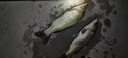 漢鼎拉力強線組鯽魚魚線成品主線釣魚線組套裝全配件用品線拉力強魚線 4.5m【PE子線夾款，2盤裝】 2號 曬單實拍圖