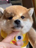 祥記萌奇純種柴犬幼犬活體秋田犬赤柴豆柴幼犬寵物狗狗活體雙血統(tǒng)小中型犬 賽級 曬單實拍圖