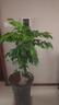 歐芽幸福樹大型盆栽 大樹樁小樹苗綠植物室內(nèi)客廳 80-90cm幸福樹(黑螺紋盆) 不含盆 曬單實拍圖