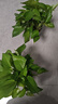 雙盟綠蘿盆栽除甲醛花卉綠植辦公室新房凈化空氣 120款10盆源頭直發(fā) 曬單實(shí)拍圖