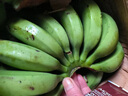 廣西威廉斯香蕉應季新鮮水果自然熟軟糯香甜香蕉banana非小米蕉 5斤裝 曬單實拍圖