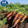 聽蔬有機(jī)胡蘿卜3斤5斤 無農(nóng)殘榨汁寶寶輔食 可帶泥 蔬菜生鮮匯紅蘿卜 3斤 (不帶泥-會有個別丑果-介意慎拍) 曬單實(shí)拍圖