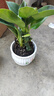 【吸甲醛植物】大葉金鉆盆栽室內(nèi)綠植辦公室客廳四季常青水培好養(yǎng) 金鉆+舍得紫砂盆+圓底座 一盆三顆【下單就送顆粒肥】 曬單實(shí)拍圖
