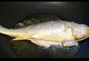 海名威 冷凍寧德黃花魚600g/條 大黃魚 深海魚 生鮮魚類 海鮮水產(chǎn)  曬單實(shí)拍圖