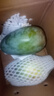 【新鮮上市】正宗攀枝花凱特芒果新鮮水果 帶箱2斤200g+ 曬單實拍圖