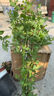 藍(lán)雪花爬藤大苗庭院花卉盆栽特大棒棒糖耐熱植物陽(yáng)臺(tái)藤本四季開(kāi)花 藍(lán)雪花【中大苗】2盆（原盆原土 花期帶花） 曬單實(shí)拍圖