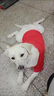 洽苒日本寵物止吠器馬犬德牧狗狗嘴套防咬叫防亂食中外出口罩嘴罩 開(kāi)口嘴套 M碼【35-50斤】 曬單實(shí)拍圖