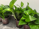 雙盟綠蘿盆栽除甲醛花卉綠植辦公室新房?jī)艋諝?80加侖4盆裝源頭直發(fā) 曬單實(shí)拍圖