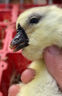 潮汕正宗獅頭鵝苗純種一斤特大種汕頭獅頭鵝活苗小獅頭鵝成年幼苗 3只（每只3兩左右） 原產(chǎn)地：汕頭發(fā)貨（假一賠十） 曬單實(shí)拍圖