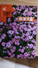 滿天星種子絲竹花四季易爆盆開花不斷盆栽陽臺庭院鮮花種子大全 粉色滿天星種子/包約1000粒 1包 曬單實拍圖