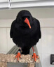 其他家紅嘴山鴉飼料鳥食專用鴉科通用白頸烏鴉亮毛肥膘顆粒高鈣營養(yǎng)鳥糧 500g(一袋裝) 曬單實(shí)拍圖