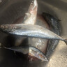 京喜加鮐鲅魚(yú)青占魚(yú)青魚(yú)新鮮冷凍鲅魚(yú)青花魚(yú)整條鮐魚(yú)深海捕撈海鮮魚(yú)類 8斤【大規(guī)格】鮐鲅魚(yú)150-200g/條 曬單實(shí)拍圖