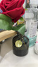 六神【經(jīng)典玻璃瓶】舒緩止癢花露水195ml*1(清香 祛味 經(jīng)典原香) 曬單實(shí)拍圖