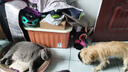 皇家狗糧 成犬狗糧 犬糧 通用犬型 CC 通用糧 ≥12月 3KG 曬單實(shí)拍圖