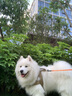 COCS狗繩牽引繩中大型犬背心式胸背帶可調(diào)節(jié)德牧馬犬邊牧防爆沖狗脖圈 胸背+反光牽引繩 M(建議體重26-45斤) 曬單實(shí)拍圖