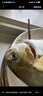 一蝦一世界 國產(chǎn)新鮮冷凍無冰衣白鯧魚/金鯧魚 清蒸香煎燒烤食材 新鮮捕撈 金鯧魚凈重400-500g*4條 曬單實(shí)拍圖