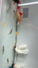 熱帶觀(guān)賞魚(yú)七彩斑馬魚(yú)紅綠燈科魚(yú)小型冷水淡水群游好養活的練手魚(yú) 1-2cm糖果斑馬16條隨機搭配 曬單實(shí)拍圖