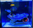 方小章背濾海水缸全套小丑魚(yú)珊瑚缸新手中小型客廳桌面方缸超白玻璃魚(yú)缸 HB350-標配 曬單實(shí)拍圖