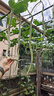 北蔬 香菜種子苗蔬菜小葉芫荽秋四季盆栽蔬菜種籽 四季香菜種子900粒 曬單實(shí)拍圖