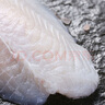 京東超市 海外直采巴沙魚柳2斤 去皮去刺 魚類 輕食 海鮮水產(chǎn) 曬單實(shí)拍圖