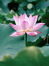 騰龍（Tamron）B061S 18-300mm F/3.5-6.3 Di III-A VC VXD防抖遠(yuǎn)攝變焦微單鏡頭（APS-C專用E口） 曬單實拍圖