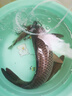 漢鼎一號鯽魚(yú)竿37調手竿手桿休閑野釣輕白條碳素臺釣竿輕量釣魚(yú)竿魚(yú)竿 4.5m 【輕硬不重頭 手感舒適】 曬單實(shí)拍圖