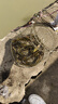 獅勒浮漂抗走水水滴魚(yú)漂棗核浮漂三色尾抗走水流水釣行程鯽魚(yú)野釣 R-05款【水滴型抗走水】 一支漂-管裝 曬單實(shí)拍圖