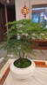 花行榜文竹盆栽花卉盆景植物水培好養(yǎng)綠植四季大文竹（原土球）源頭直發(fā) 曬單實(shí)拍圖
