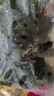 鹽漬裙帶菜新鮮海帶涼拌菜海帶苗火鍋煲湯食材裙帶菜嫩芽一等品 鹽漬裙帶菜500g×1包 曬單實(shí)拍圖