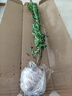 石榴花盆栽觀賞石榴果樹苗室內(nèi)外庭院陽(yáng)臺(tái)盆景綠植物花卉四季開花 3年苗【花期帶花苞】 曬單實(shí)拍圖