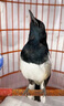 四喜鳥食飼料提性壯膘收身大唱促鳴亮羽黑白四喜長尾打斗鳥糧 400ml 1瓶 [谷子糧】 曬單實拍圖