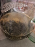 高茗 公道杯耐熱玻璃透明一體月牙過(guò)濾茶水分離杯泡茶公杯分茶器茶具 企鵝公杯【350ml】 曬單實(shí)拍圖